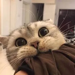 Tiaansu